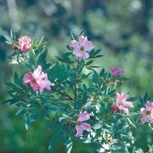 Meet your Posher, Rosa